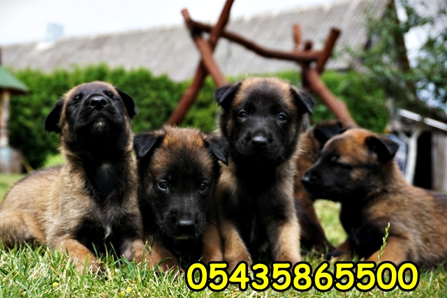 Balçika Malinois Balçika Malinois