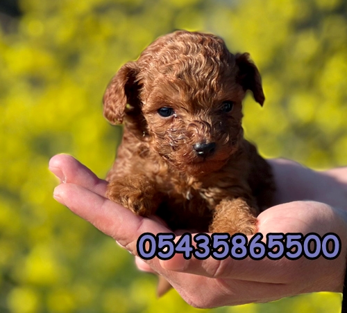 kore toy poodle yavru kore toy poodle yavru