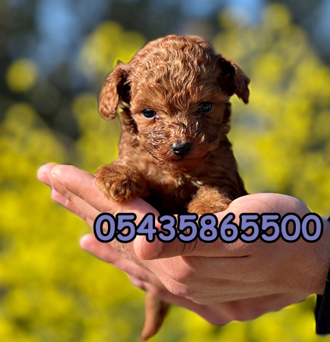 micro toy poodle yavru micro toy poodle yavru