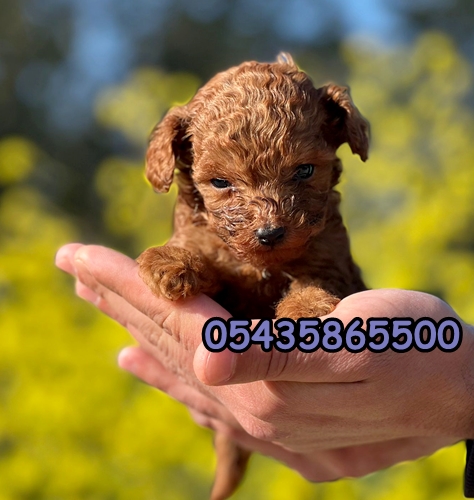 satılık yavru poodle satılık yavru poodle