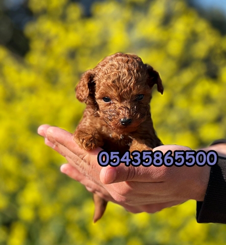 Yavru Toy Poodle KORE