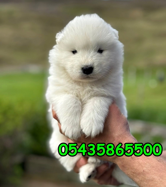 samoyed yavru fiyatları samoyed yavru fiyatları