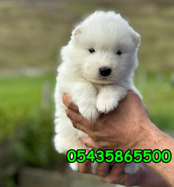 samoyed yavru samoyed yavru