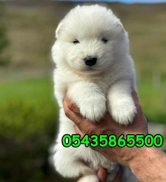Satılık Samoyed Yavru