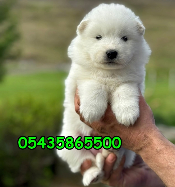 satılık samoyed satılık samoyed